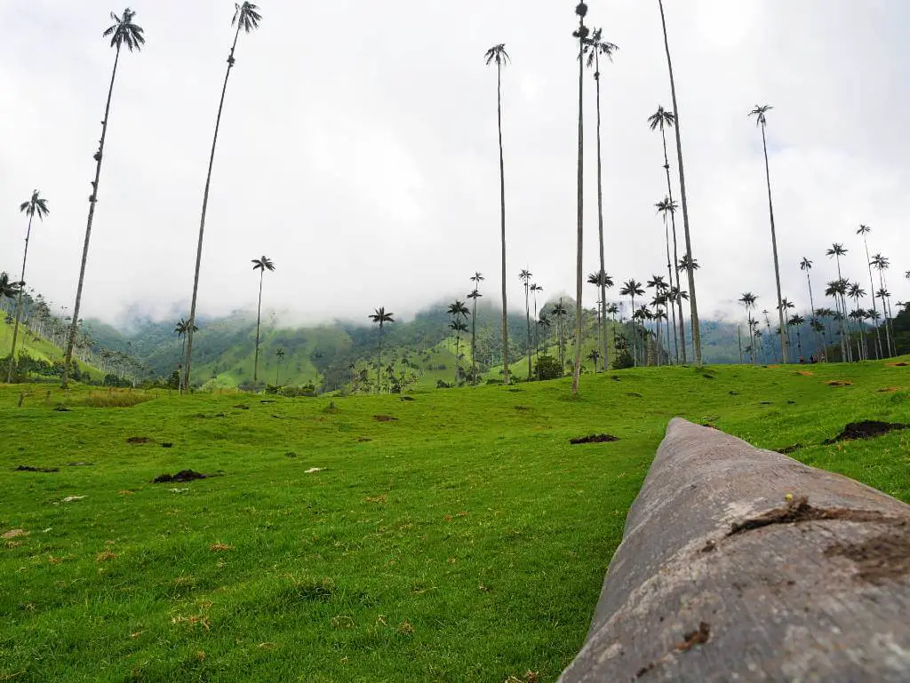 Valle de Cocora, a highlight in your Colombia itinerary