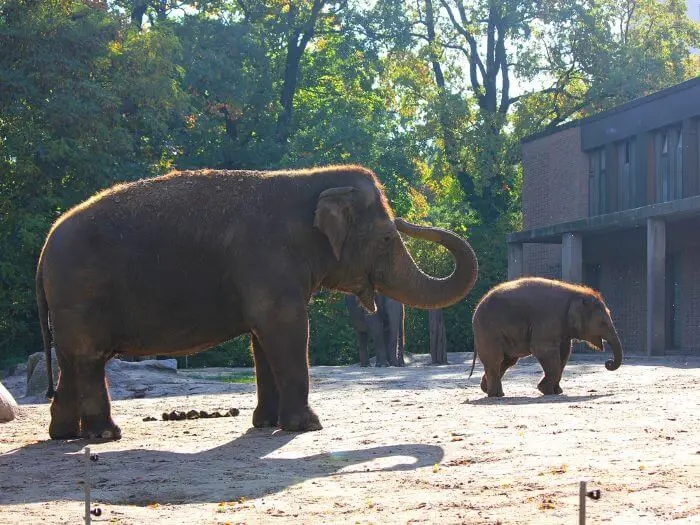 elephants walking at the Berlin Zoological Garden