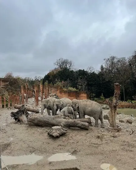 a heard of elephants in Copenhagen Zoo