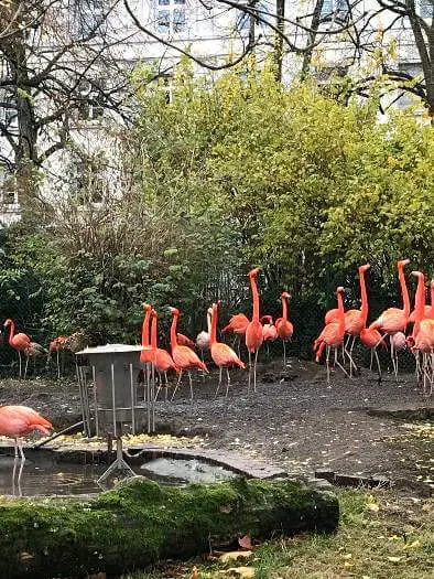 Flamingos in Karlsruhe Zoo