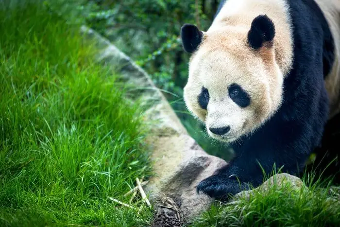 Giant panda in Edinburgh zoo