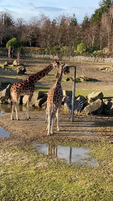 Giraffes in Dublin zoo