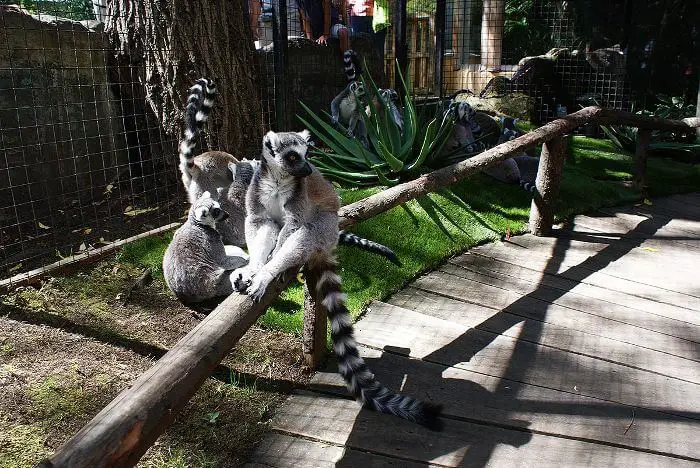 Lemurs hanging in Skansen Zoo