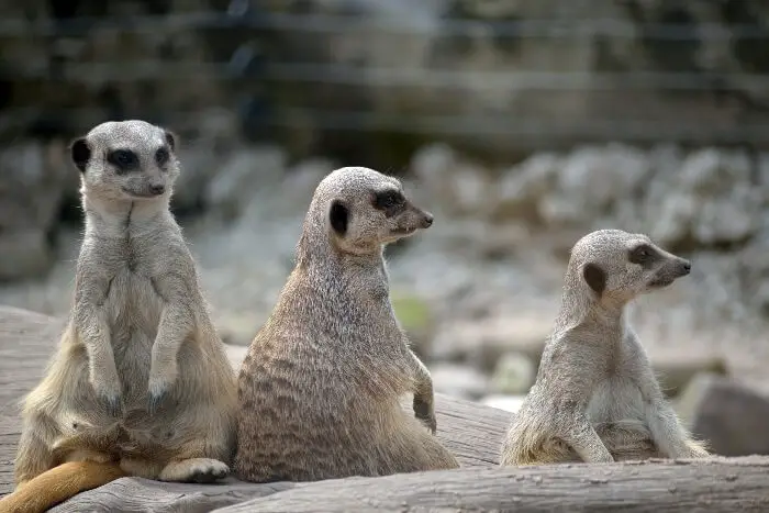 Meerkats in Fota Zoo