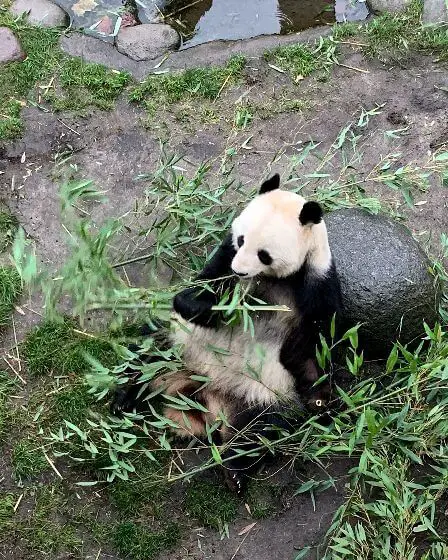 a panda eating at the Copenhagen Zoo