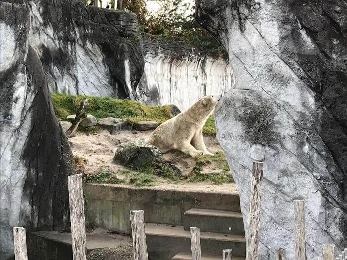 Polar Bear in Karlsruhe