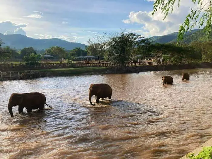 elephants crossing a body of water