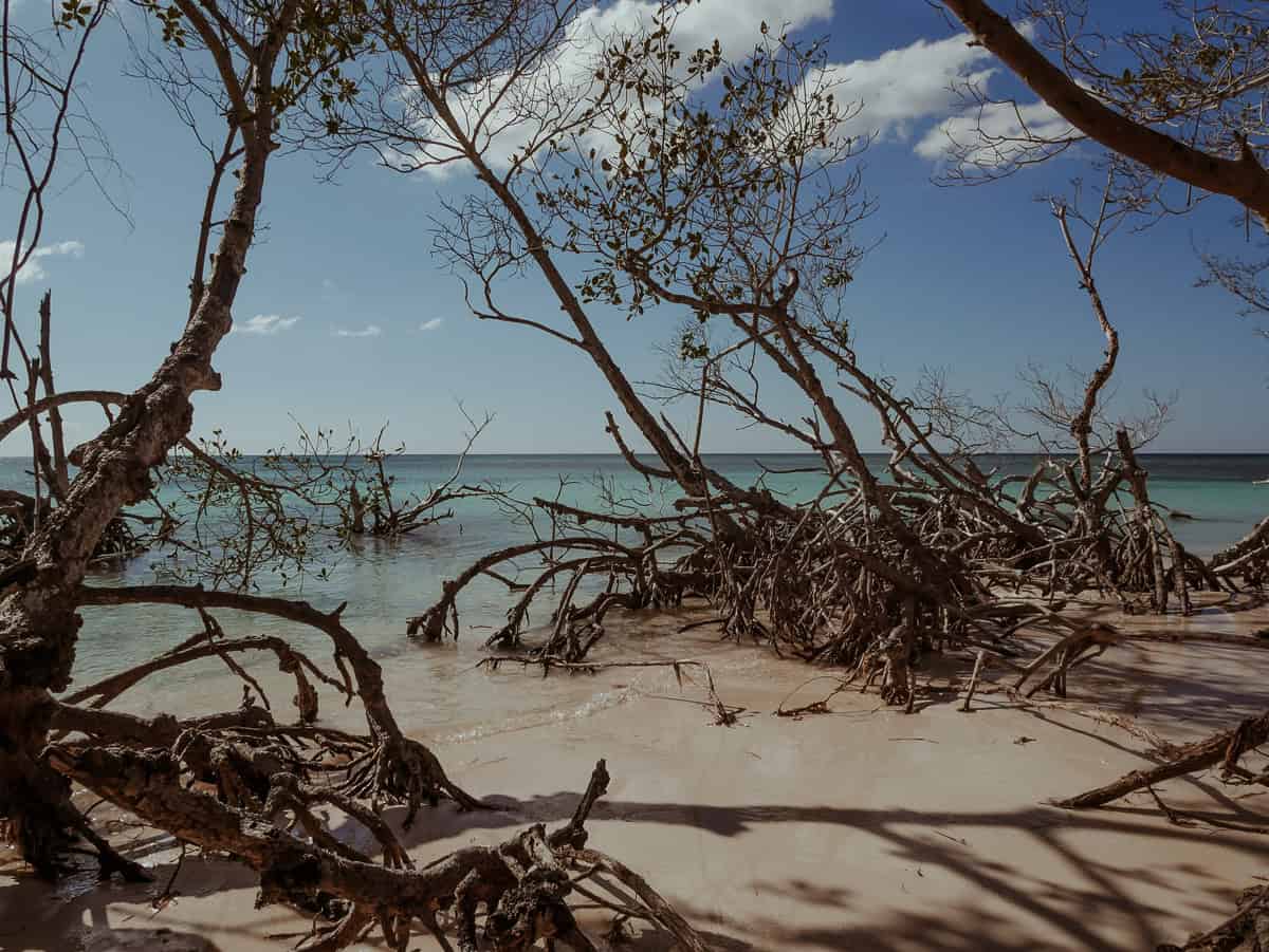 Beach at Cayo Jutías, with mangrove trees and their characteristic dense roots lining the shoreline.