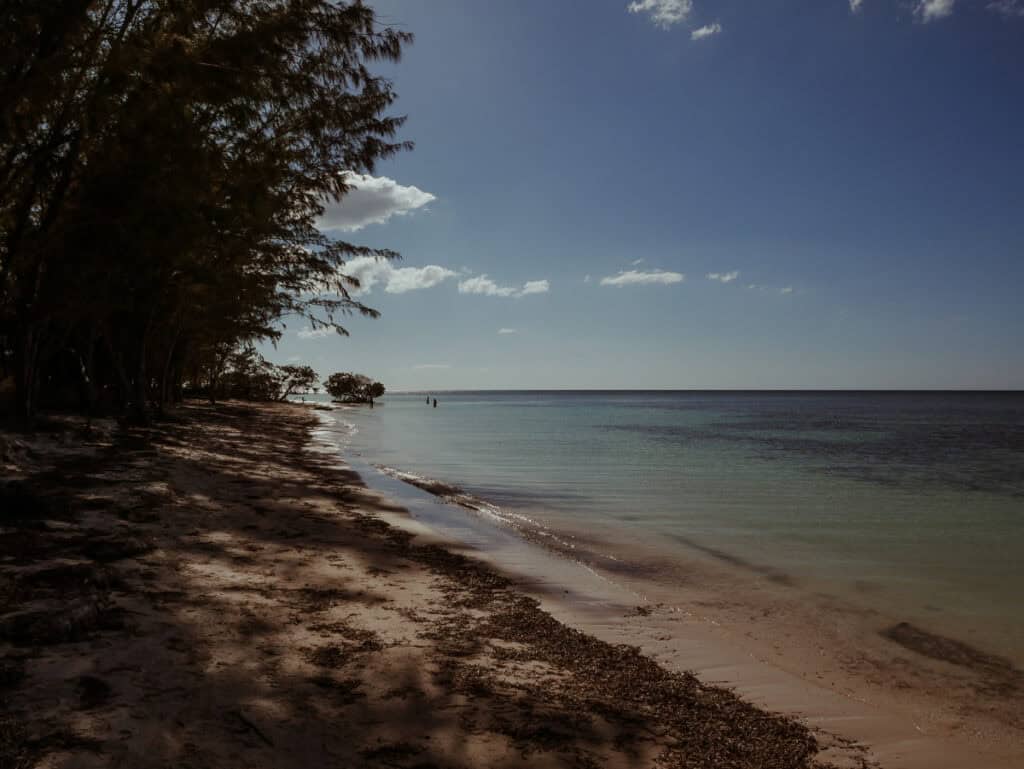 View of a sandy beach with Filao trees (Casuarina equisetifolia) stretching along the shore.