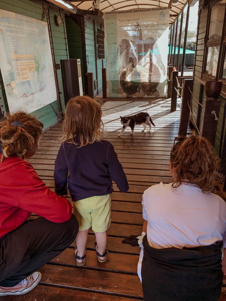 My family is on a wooden walkway inside the Archelon Sea Turtle Rescue Centre, with a cat walking in front of us.
