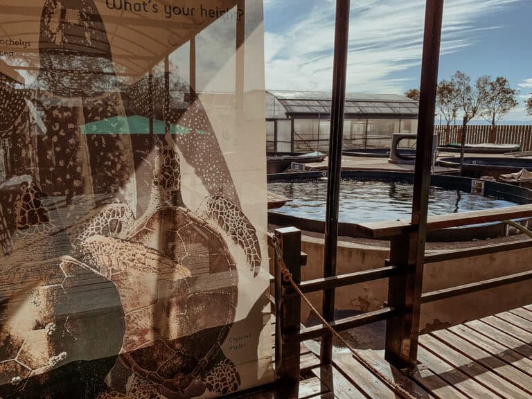 Sea turtle conservation facility with a green sea turtle educational display and outdoor rehabilitation tanks.