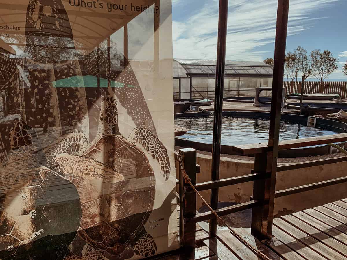 ARCHELON Sea Turtle Rescue conservation facility with a green sea turtle educational display and outdoor rehabilitation tanks.