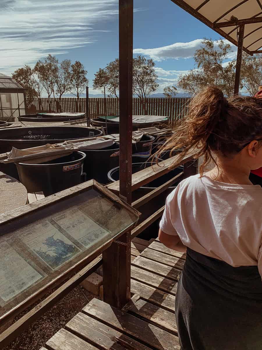 An outdoor animal rehabilitation facility of ARCHELON, showing black tubs used as treatment and holding tanks for rescued sea turtles.
