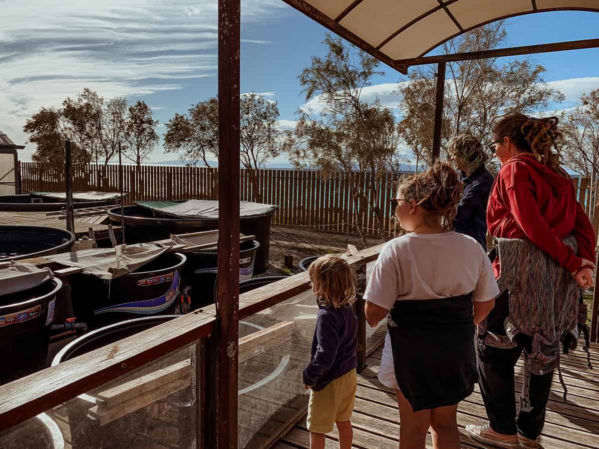 My family is observing outdoor sea turtle rehabilitation tanks at ARCHELON.