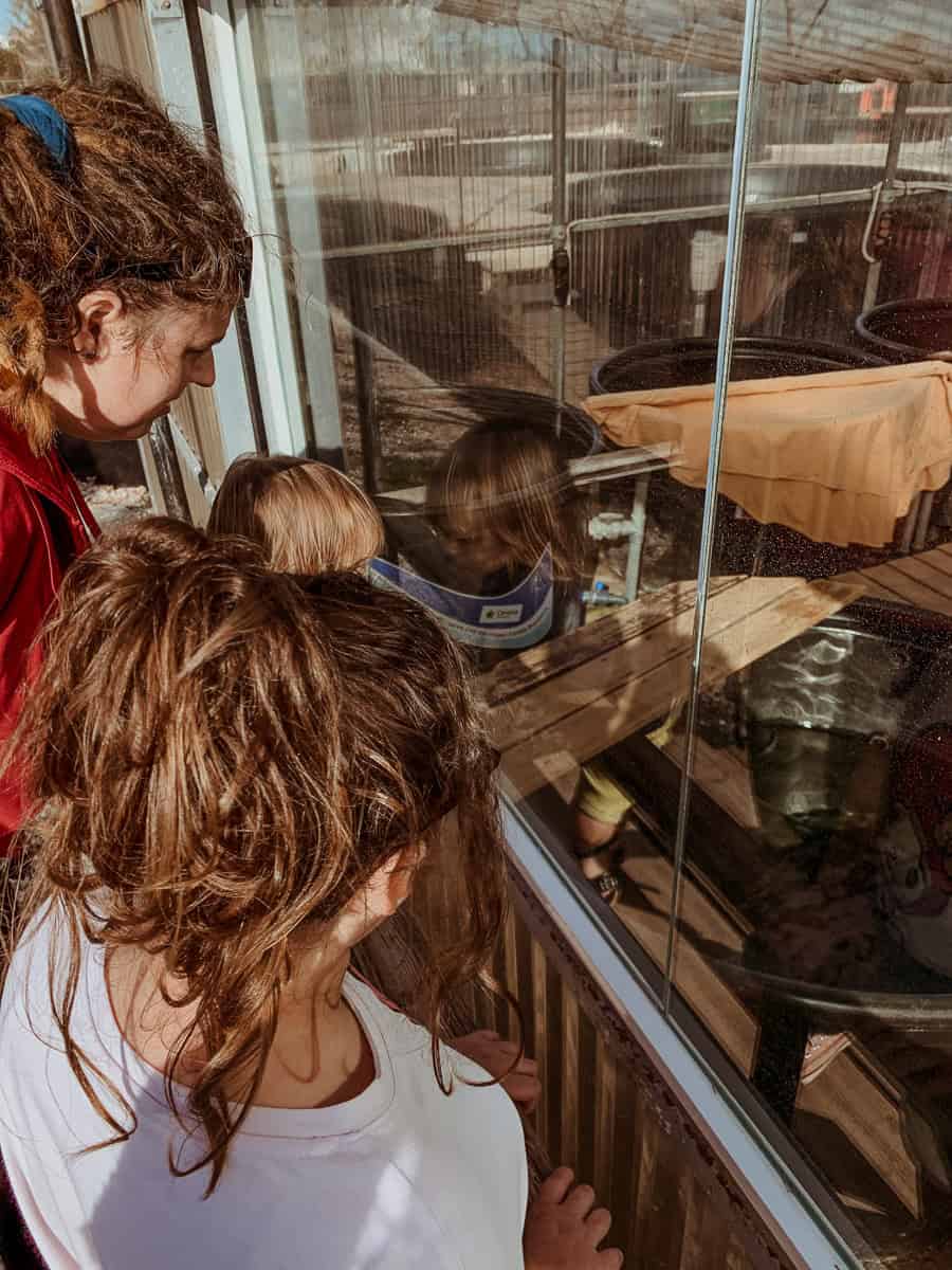 My family is looking through the glass at the large water tanks inside ARCHELON.