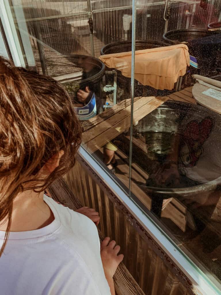 My daughter looks through the glass at the large water tanks inside ARCHELON.