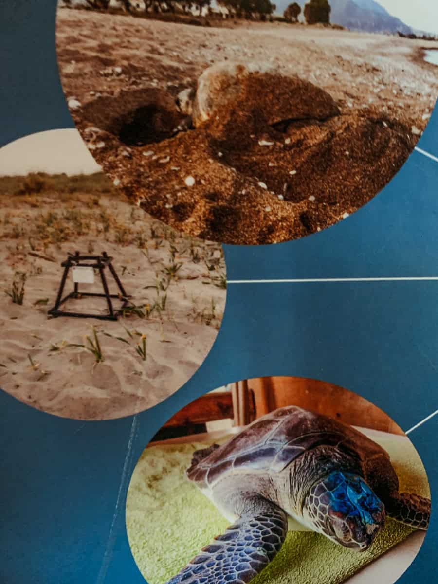 Sea turtle conservation collage showing a nesting beach and a rescued sea turtle at a rehabilitation centre.