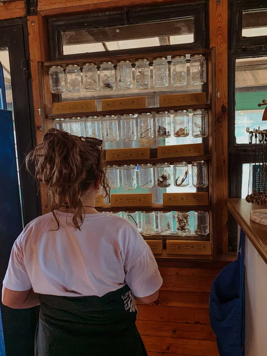 My daughter is browsing preserved marine and insect specimens in glass jars on display at ARCHELON.