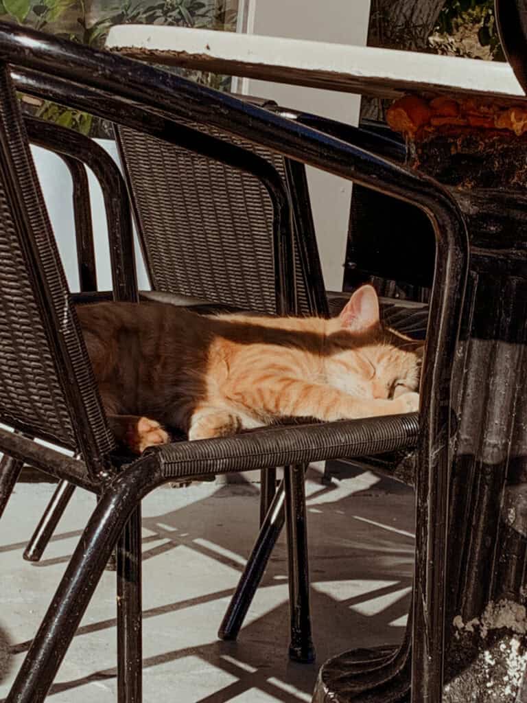 Orange tabby cat sleeping on a black wicker chair in warm sunlight with strong shadows on a light patio at Isthmia Bridge Café.