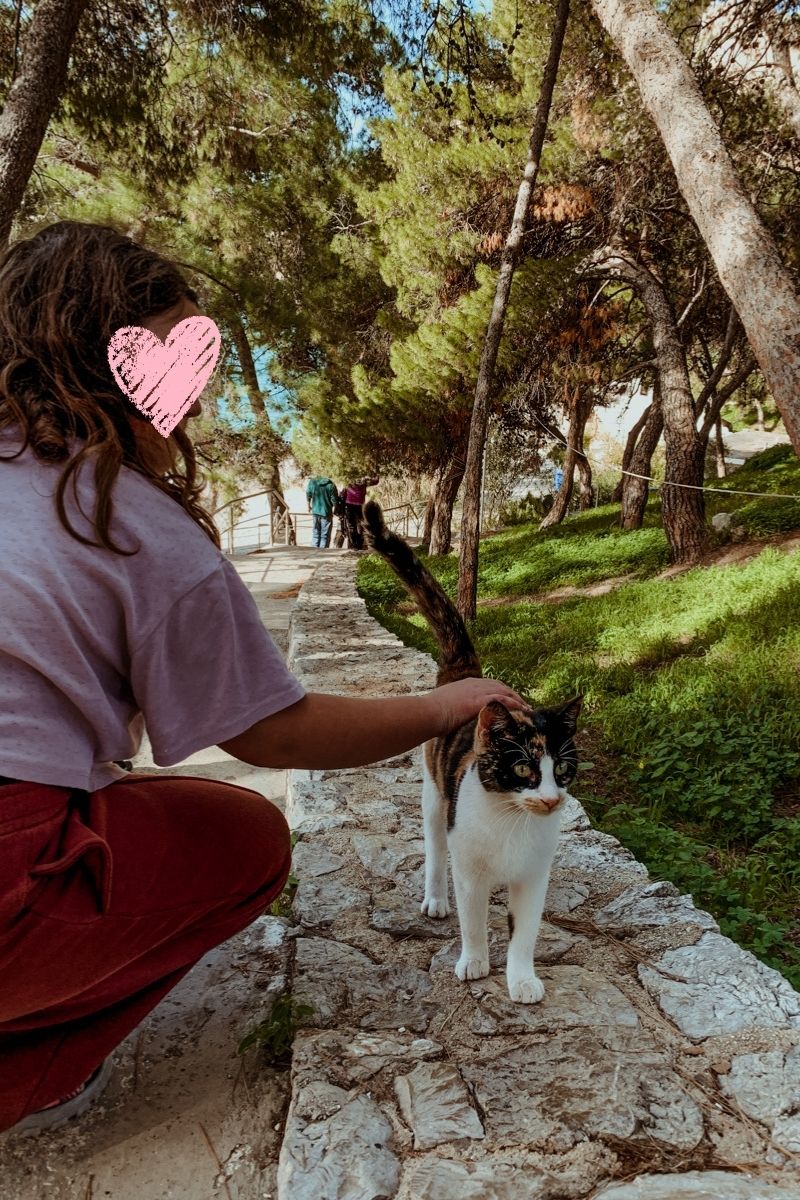 Norah crouches down to pet a calico cat standing on a stone wall along a wooded path.